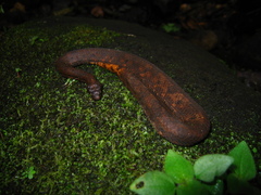 Trachyboa boulengeri