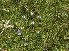 Gentiana prostrata