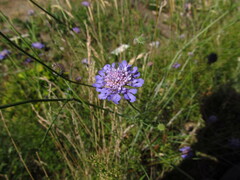 Dipsacoideae
