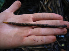 Trachyboa boulengeri