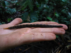 Trachyboa boulengeri