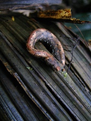 Trachyboa boulengeri