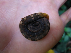 Trachyboa boulengeri