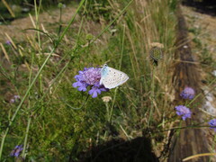 Polyommatus daphnis