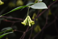 Wikstroemia nutans