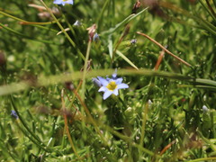 Gentiana prostrata