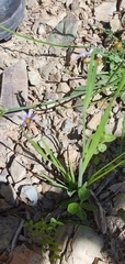 Sisyrinchium rosulatum