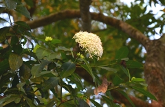Ixora parviflora