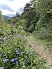 Ageratum houstonianum