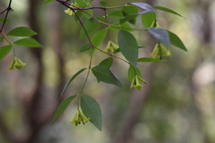 Wikstroemia nutans