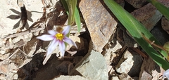 Sisyrinchium rosulatum