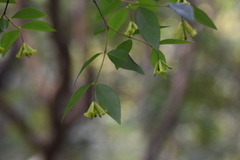 Wikstroemia nutans