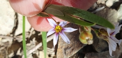 Sisyrinchium rosulatum