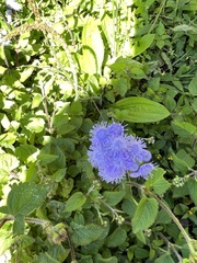 Ageratum houstonianum