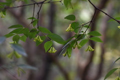 Wikstroemia nutans
