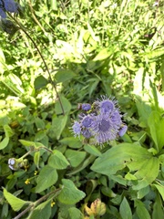 Ageratum houstonianum
