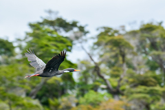 Poikilocarbo gaimardi