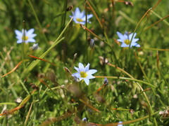 Gentiana prostrata
