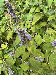 Salvia polystachia