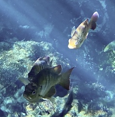 Lepomis macrochirus purpurascens