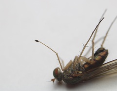 Dolichopus longipennis