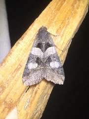 Melipotis florida