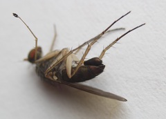 Dolichopus longipennis