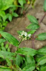 Tradescantieae