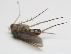 Dolichopus longipennis