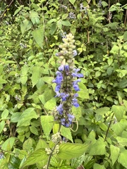 Salvia polystachia