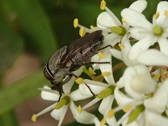 Stomorhina subapicalis