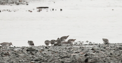 Calidris ptilocnemis