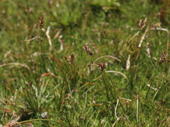 Carex gayana