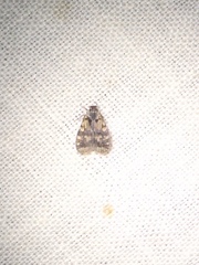 Bothriocera
