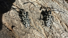 Plectrodera scalator