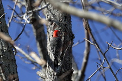 Melanerpes carolinus