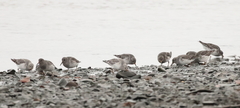 Calidris ptilocnemis