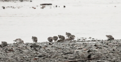 Calidris ptilocnemis