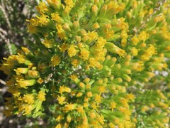 Tetradymia glabrata