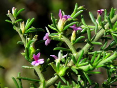 Muraltia macropetala
