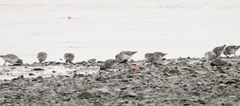 Calidris ptilocnemis