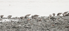 Calidris ptilocnemis