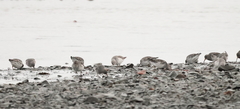 Calidris ptilocnemis