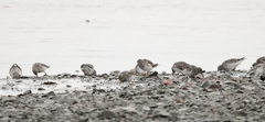 Calidris ptilocnemis