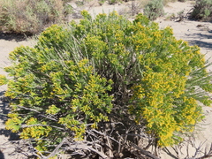 Tetradymia glabrata