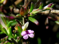 Muraltia macropetala