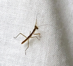 Orthodera