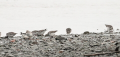 Calidris ptilocnemis
