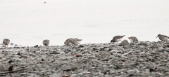 Calidris ptilocnemis