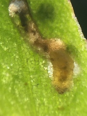 Hypurus bertrandi